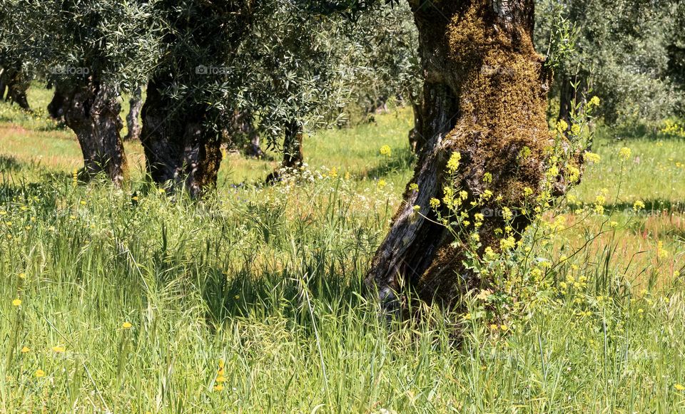 Olive trees growing in a meadow of long grass and springtime wild flowers