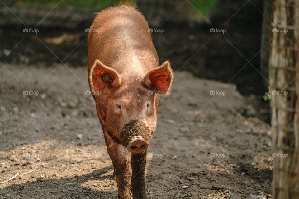 A muddy pig in the barnyard on the farm. But he is not dirty, mud is like sunscreen for this farm animal.