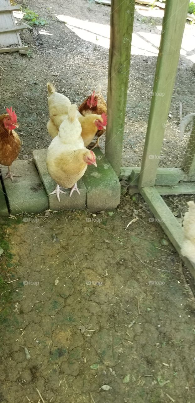 chickens getting out for morning walk
