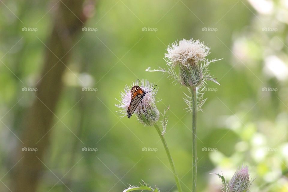 Monarch butterfly on thistle