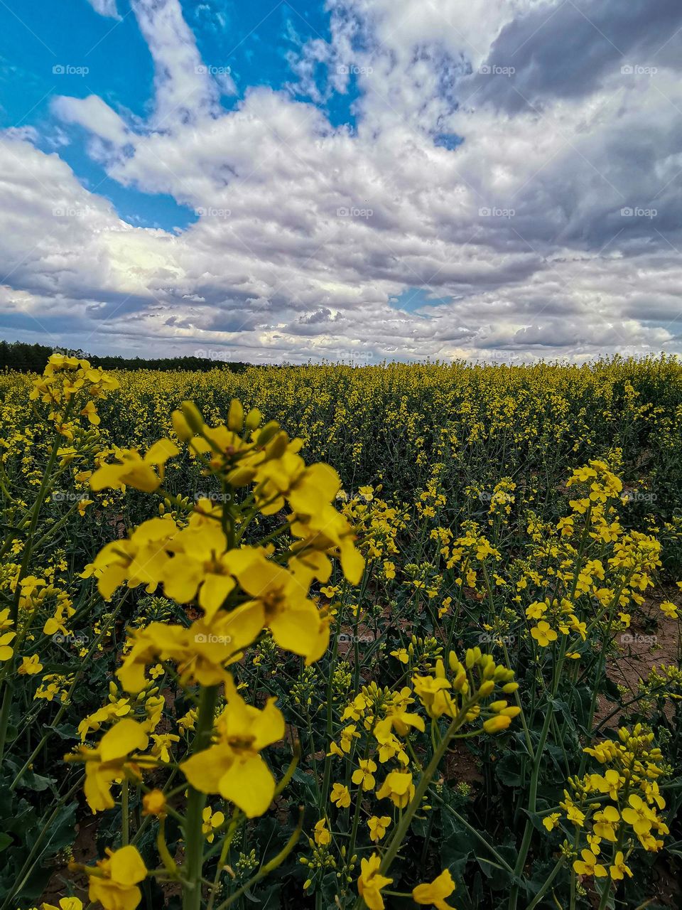 Tender and fresh village landscape with vast field of yellow flowers and dramatic cloudy sky