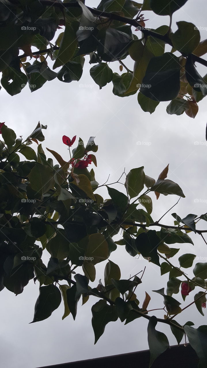 look out, past and beyond the blooming flowers in the garden, a storm is coming.