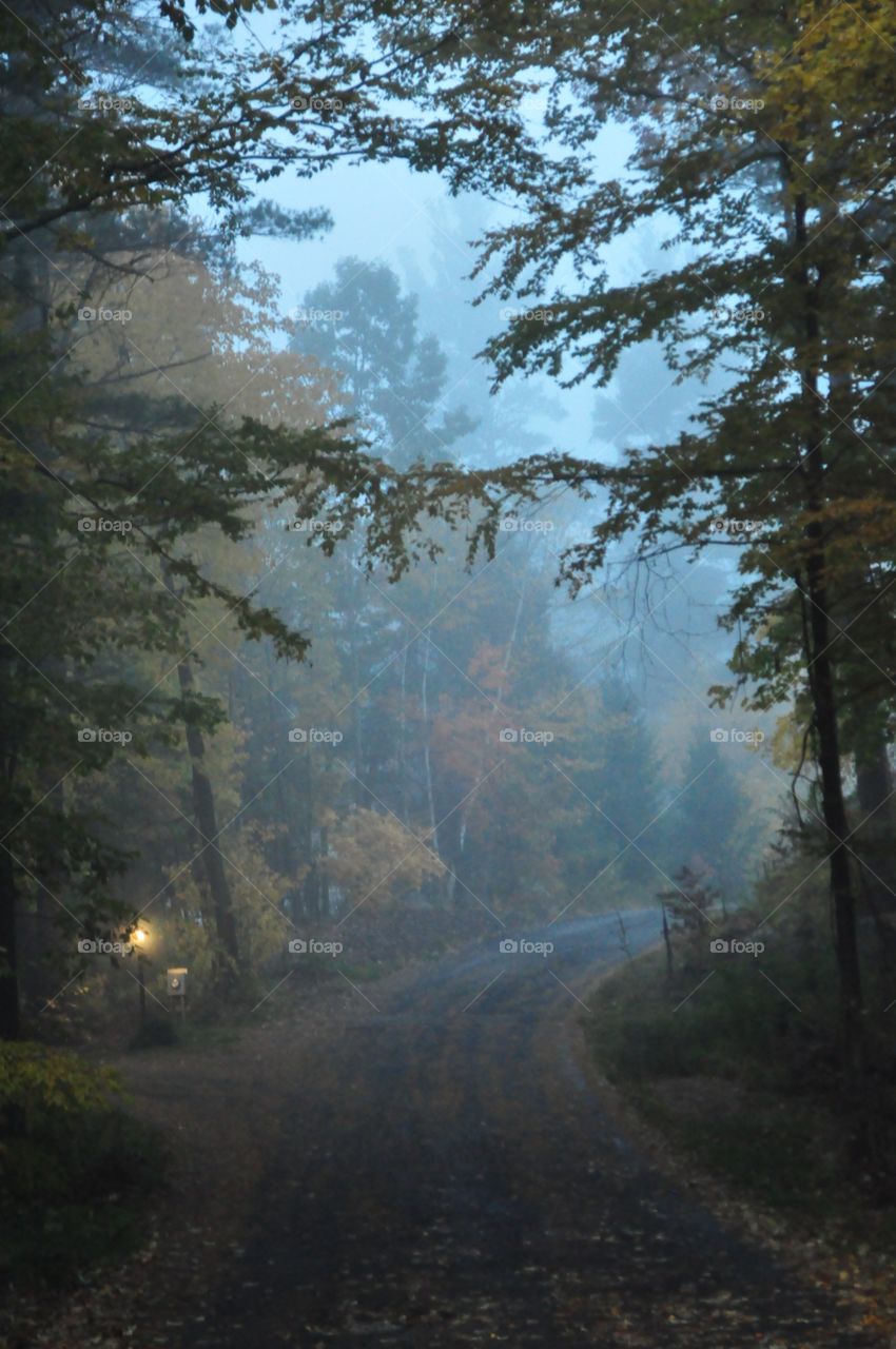 Foggy trees