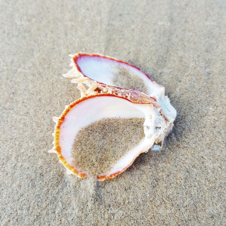 Seashell on sandy beach