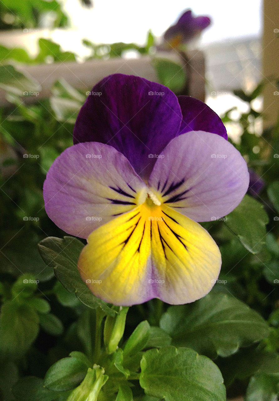 Close-up of flower