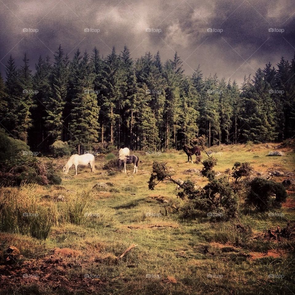 Dartmoor ponys