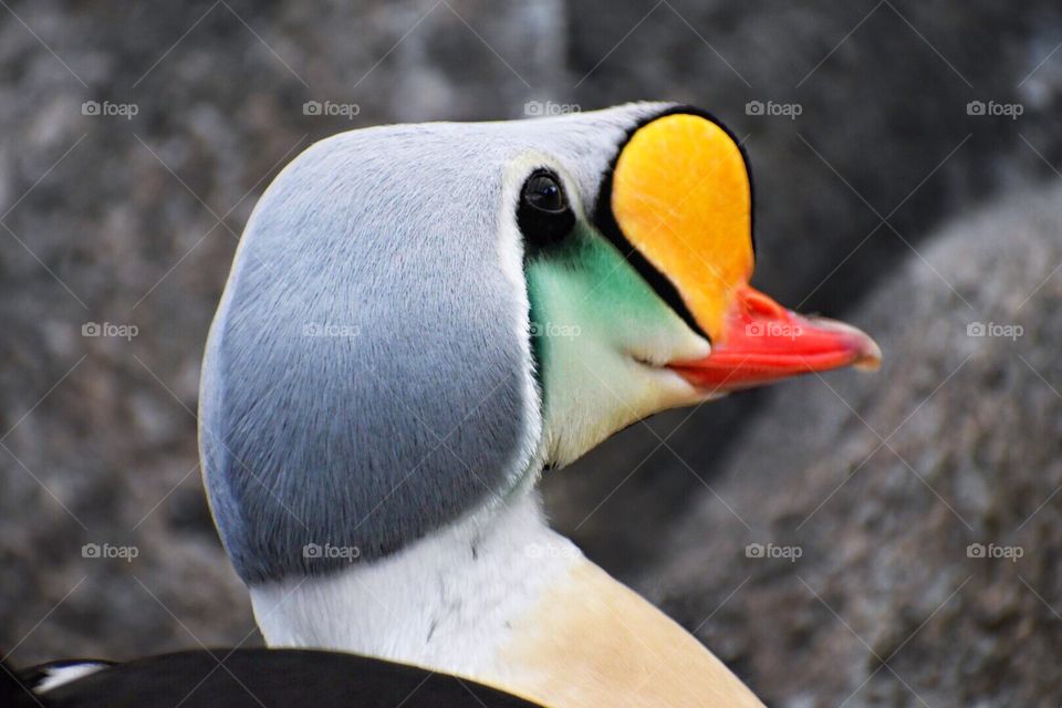 Close up of the male King Eider 