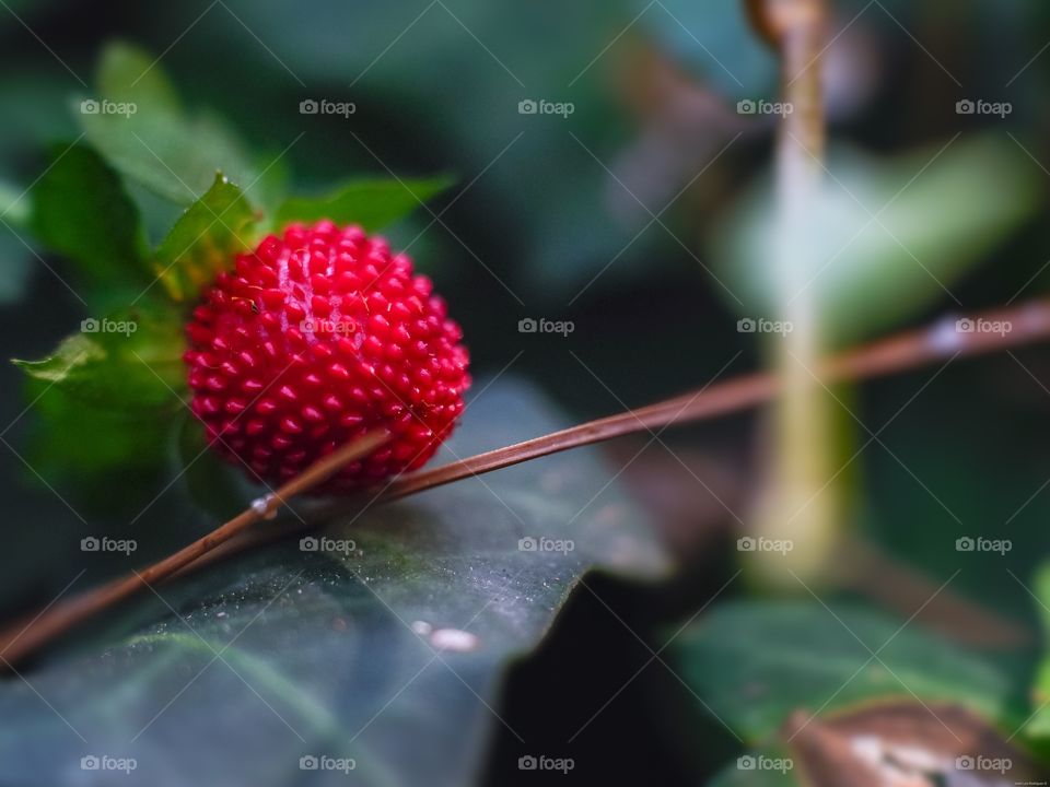Fresa silvestre-Wild strawberry