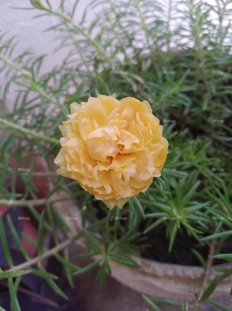 yellow flower shurb small in size fresh seasonal looking very beautiful generally found everywhere fresh seasonal