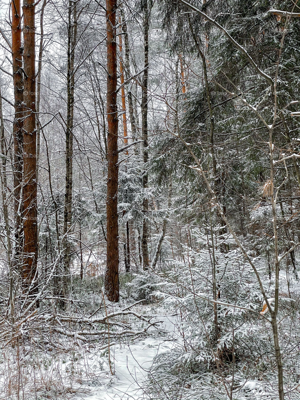 Winter landscape with forest in cloudy December day 