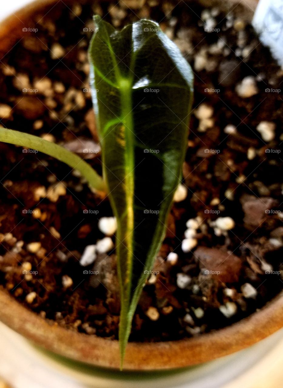 another alocasia leaf