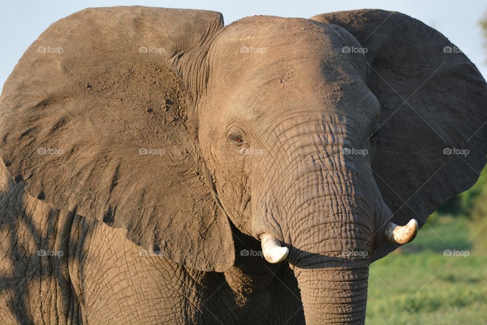 African elephant northern Thuli reserve botswana 