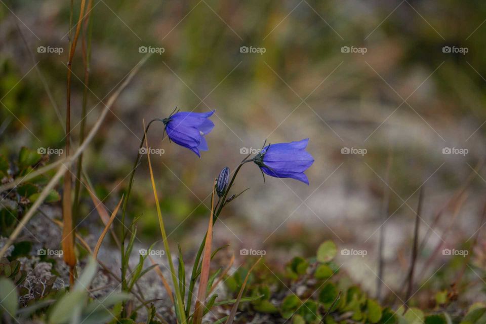 Nature, Flower, Flora, Grass, Outdoors