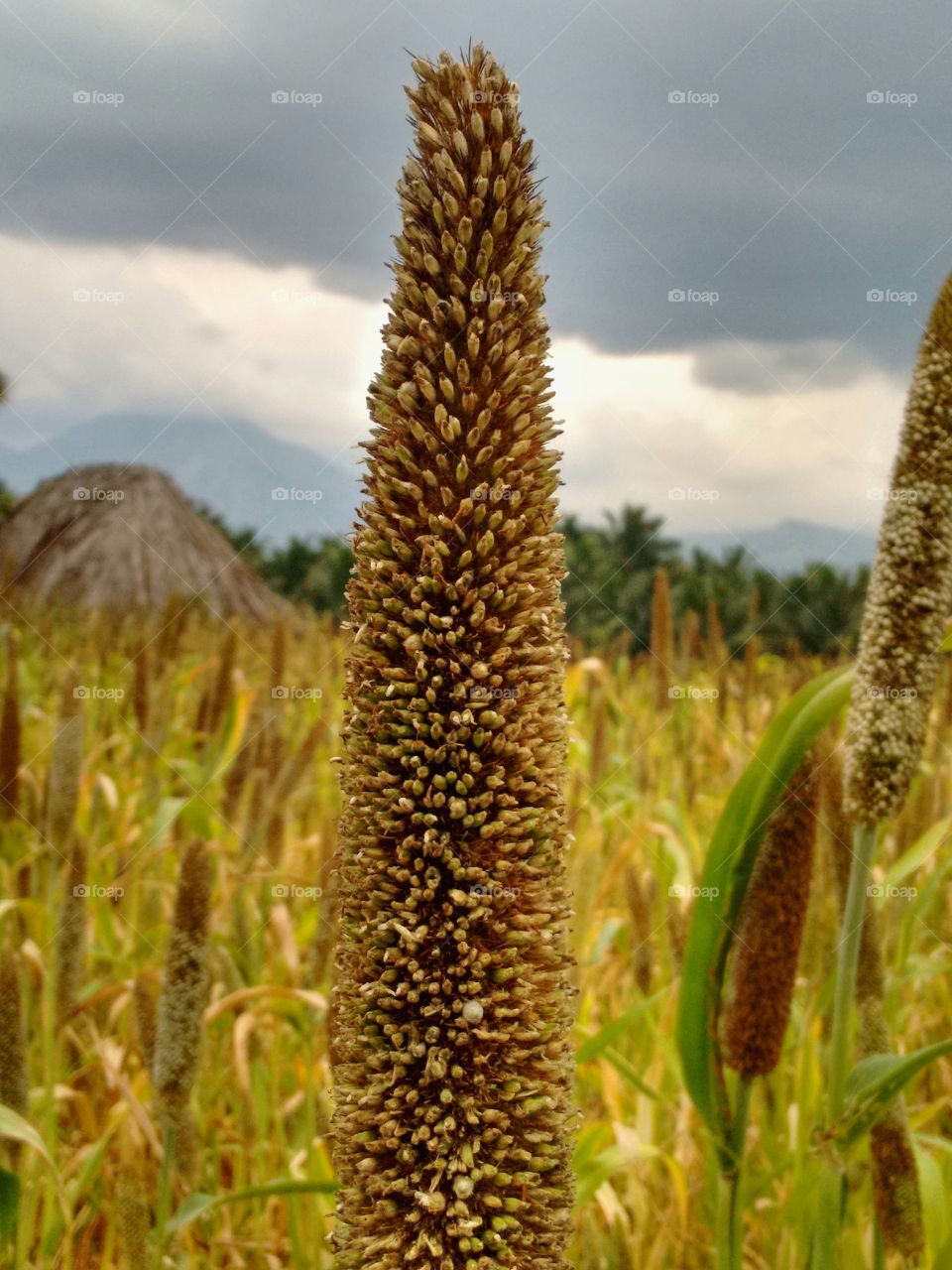 PEARL MILLET
