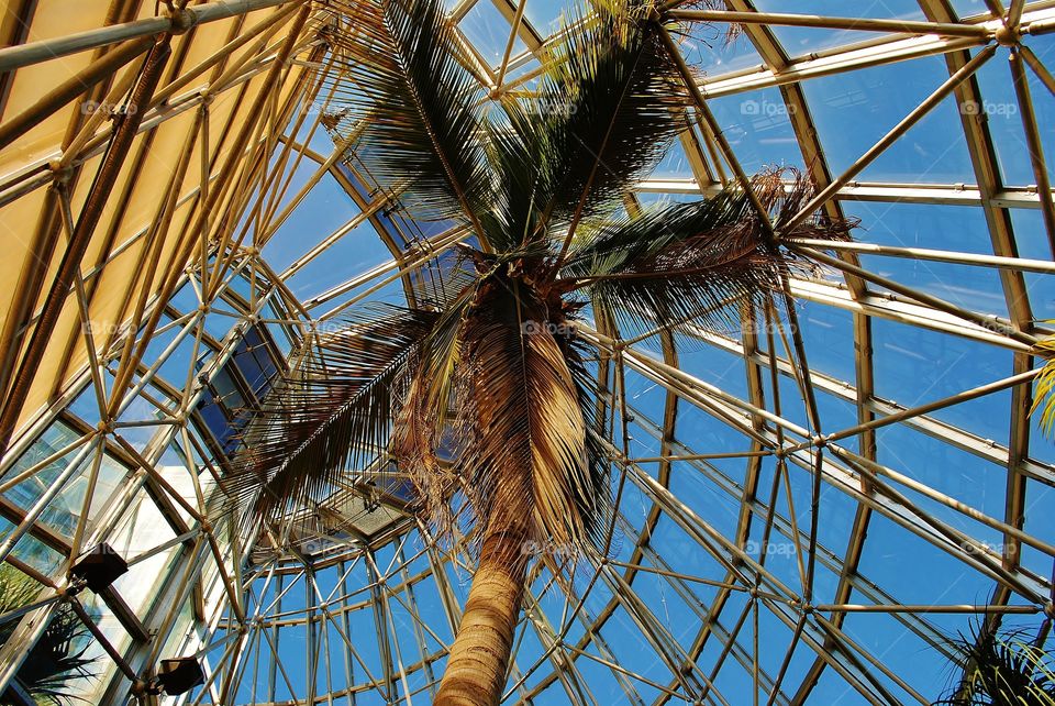 palm. greenhouse in a botanical garden