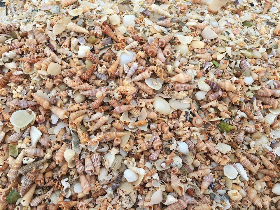 TinY seashells closeup background image variety in natural state on beach