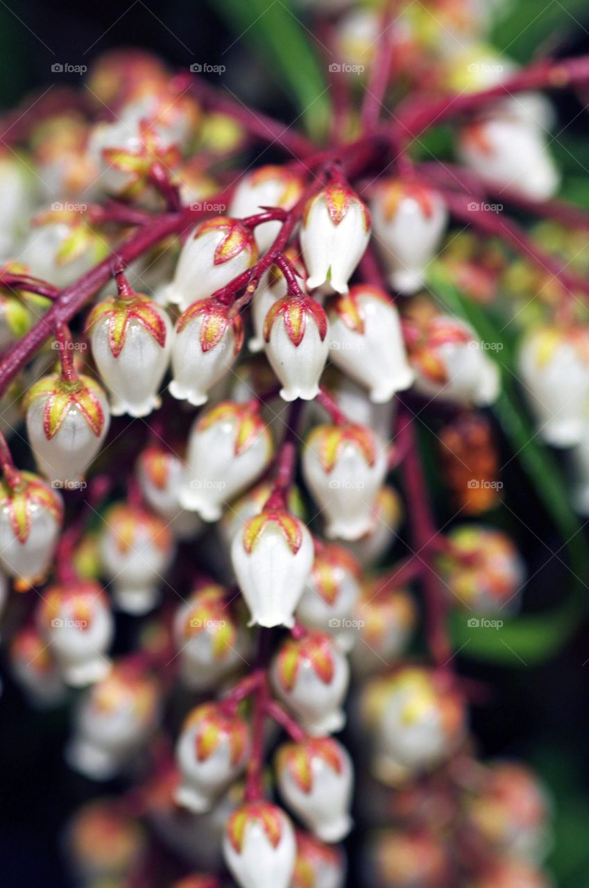 Closeup of small white bell-shaped flowers