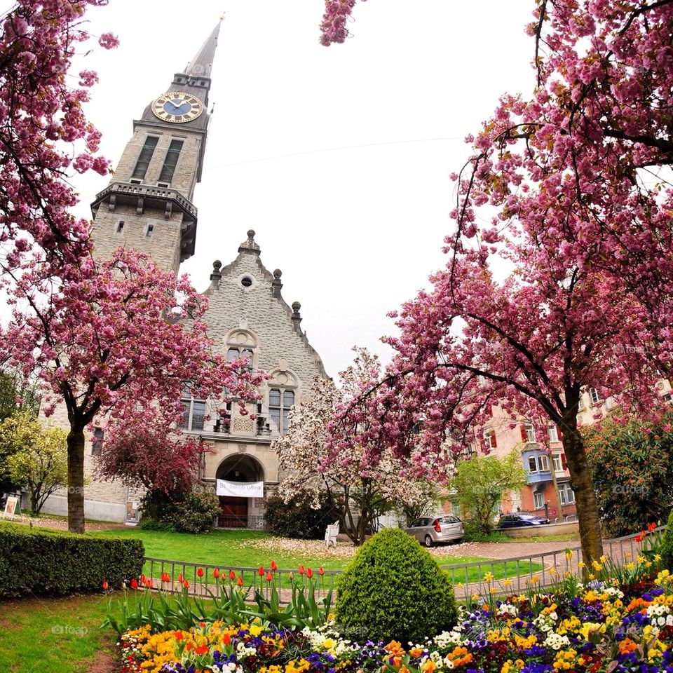 Spring bloom in Zurich