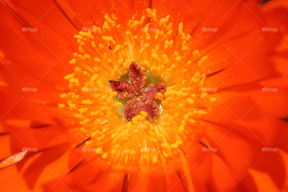 pollen stigma flower orange by kshapley