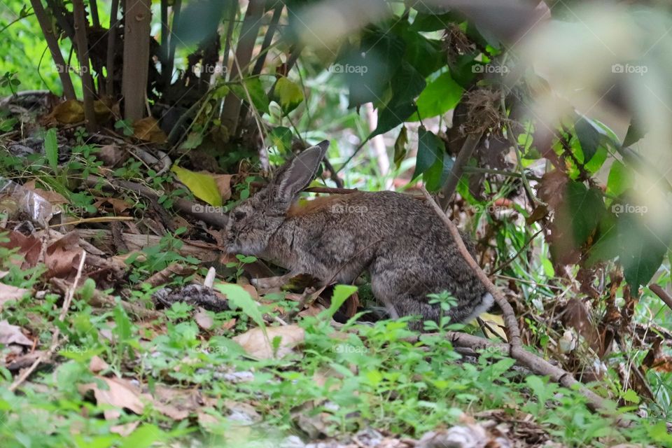 A wild rabbit in a wooded part of the city of Madrid