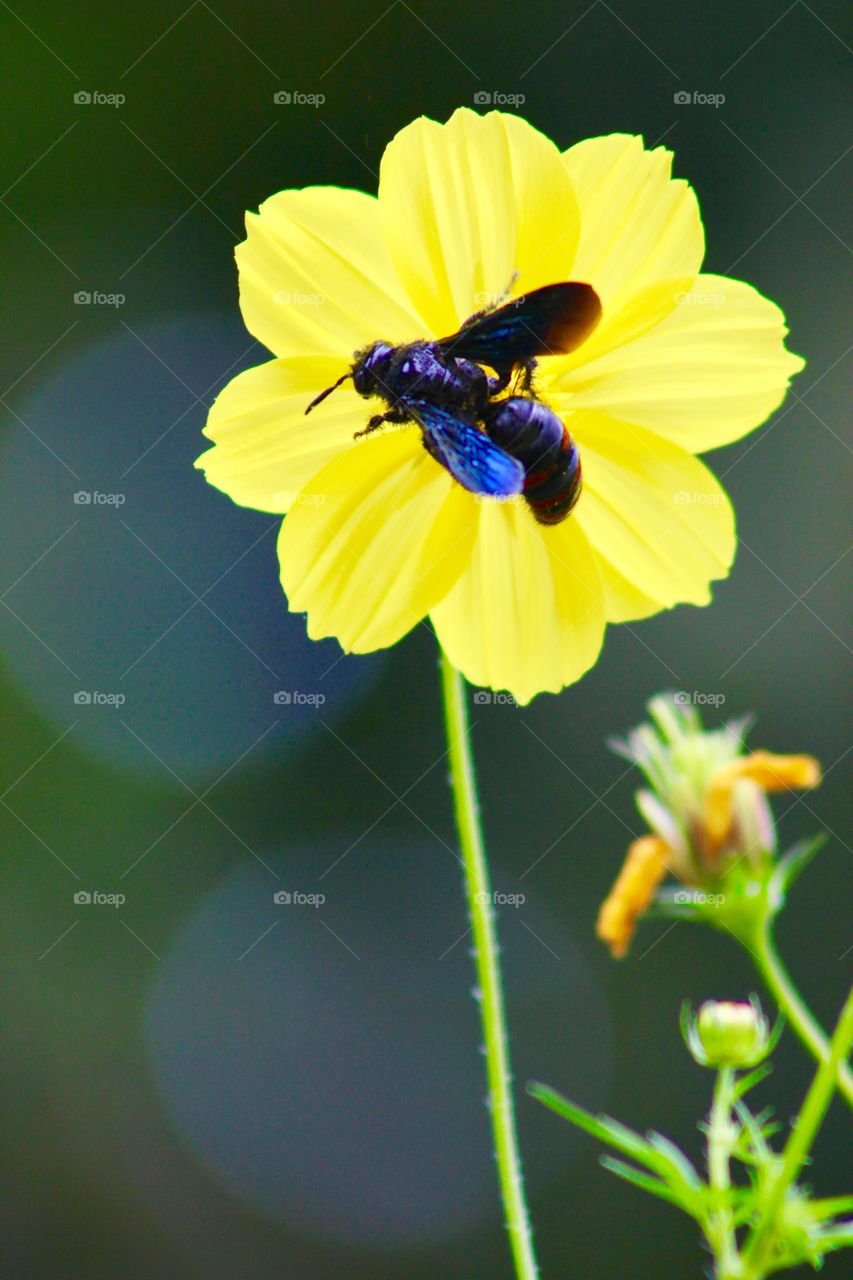 Honeybee, Flower 