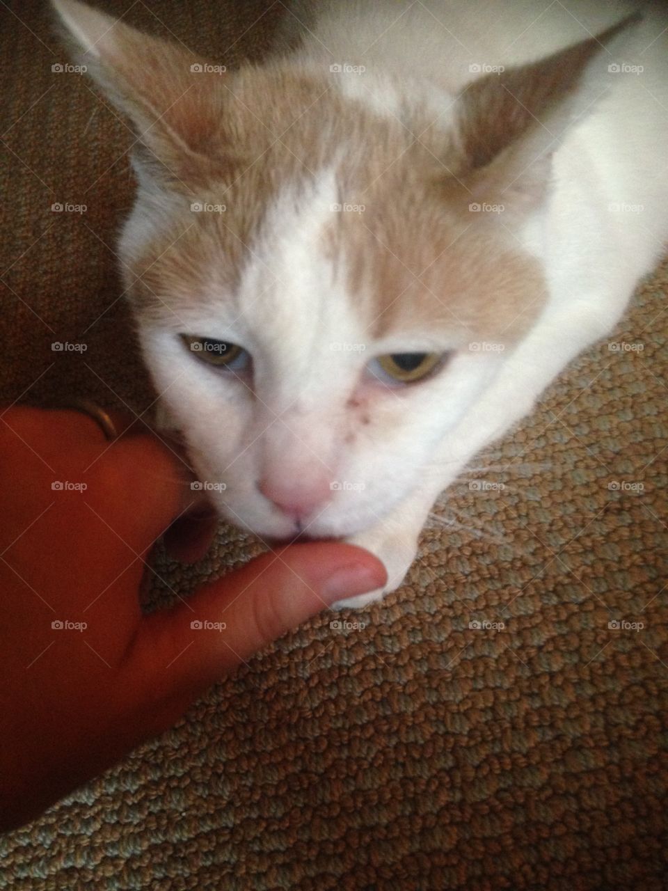 Kitten licking a hand 
