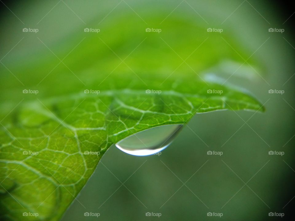 Macro shot of water drop