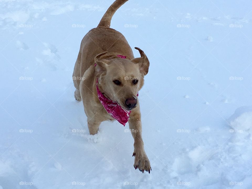 Puppy dog running through the snow