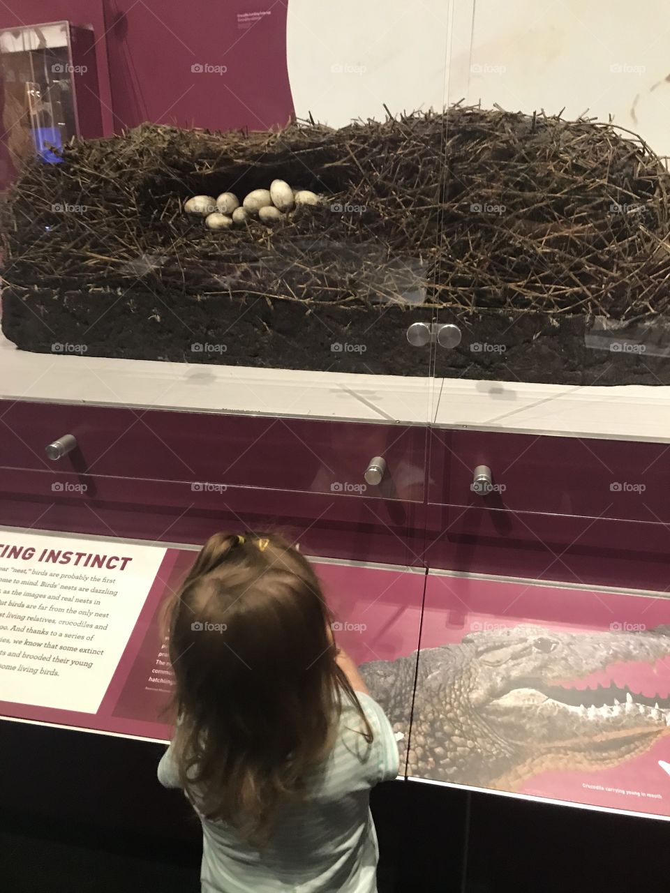 Toddler looking at dinosaur eggs at the science museum, educational fun!