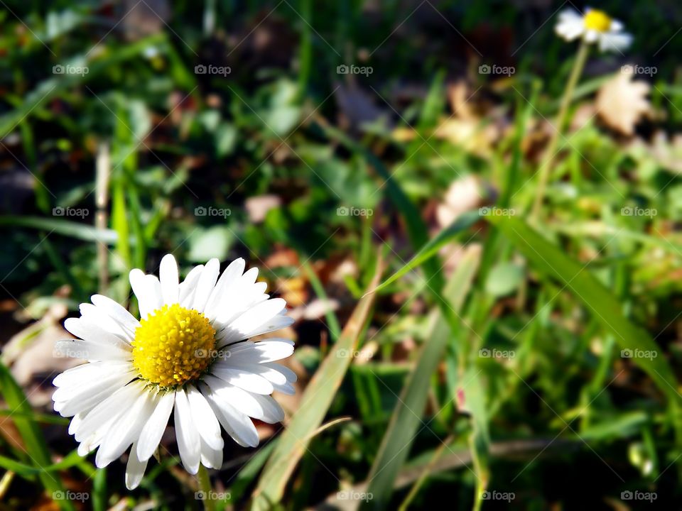 Little daisy