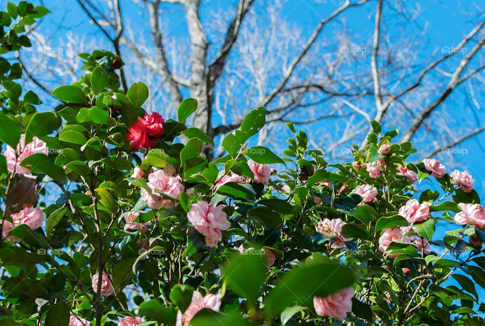 Pretty Red and pink camelia bush against bare tree and blue sky background