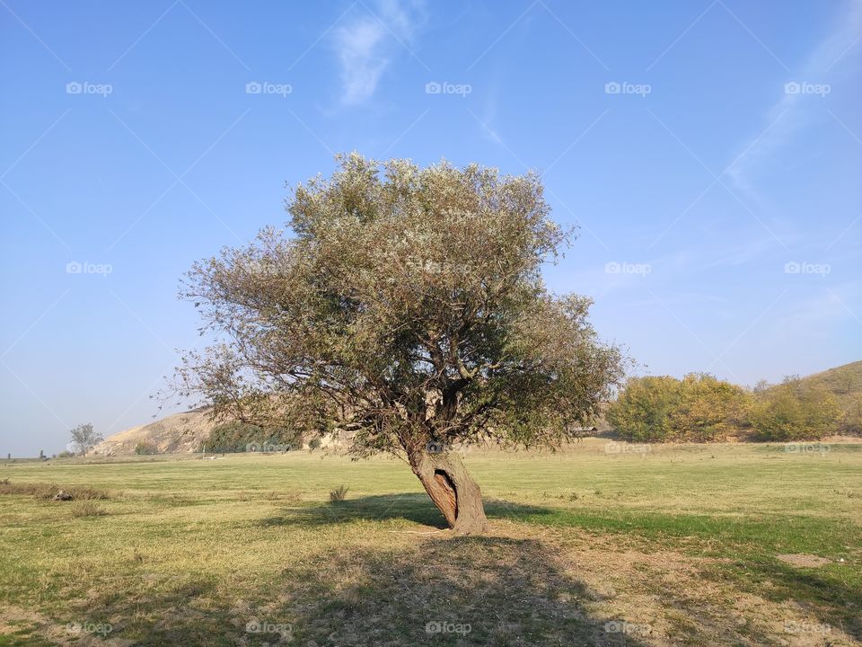 Titel hill Serbia tree in the field