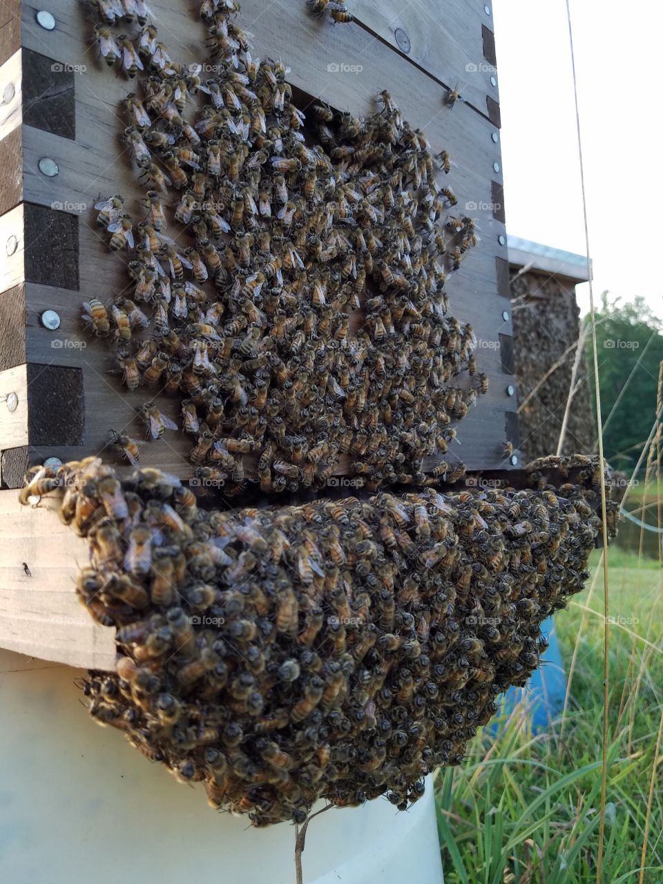 Bearded Bees