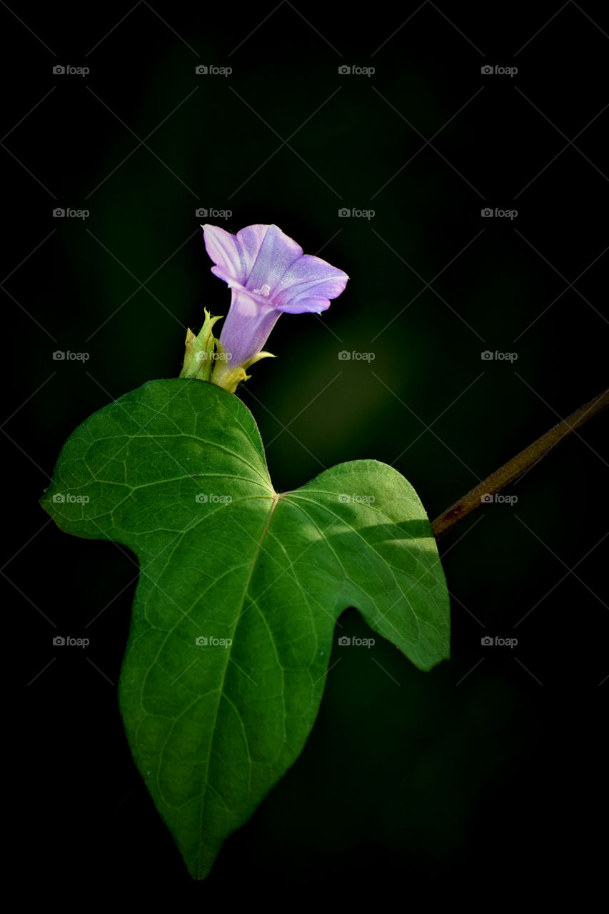 A closeup of White morning glory is isolated on a dark background.