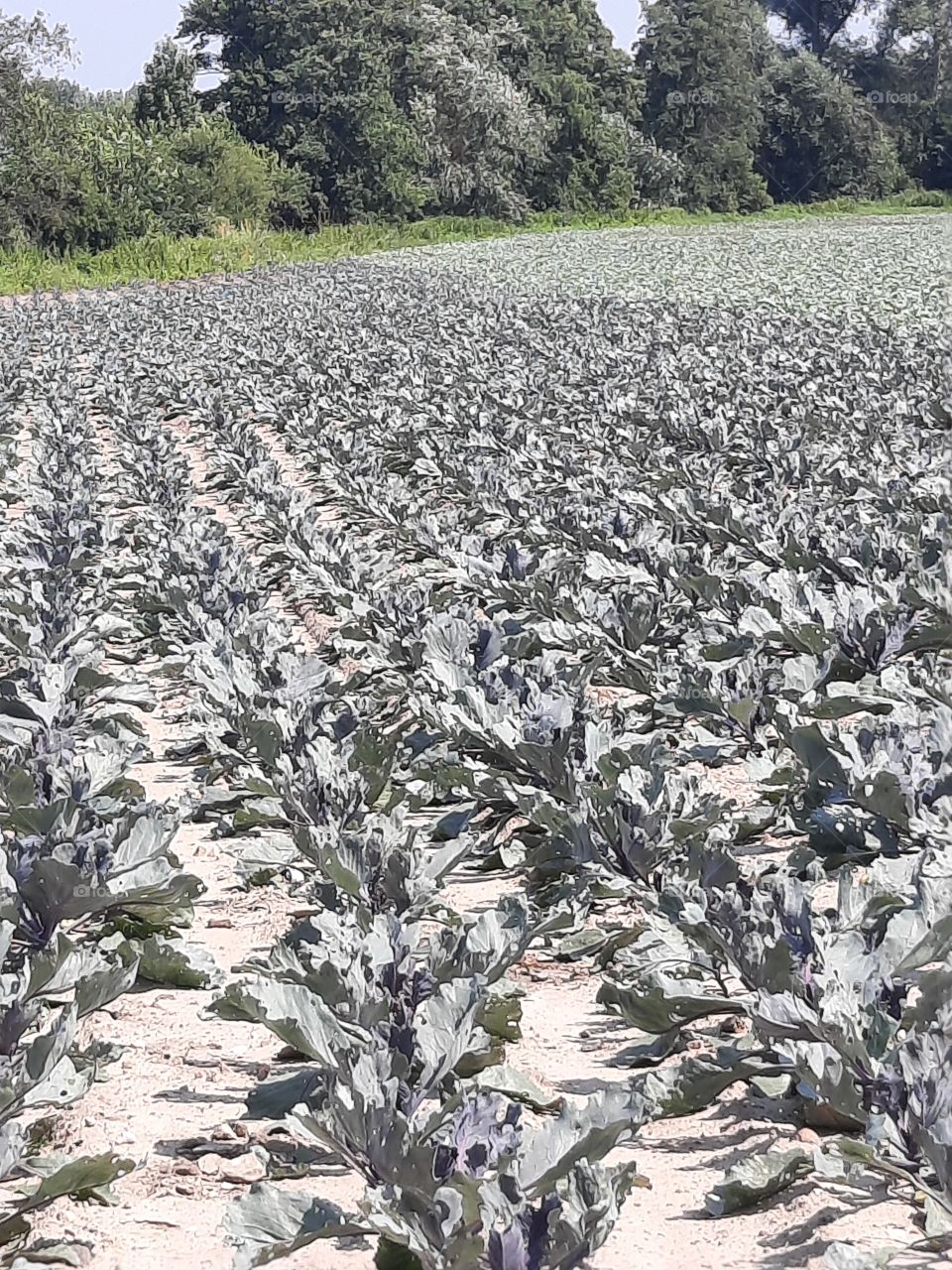 cabbage  fields in mid summer