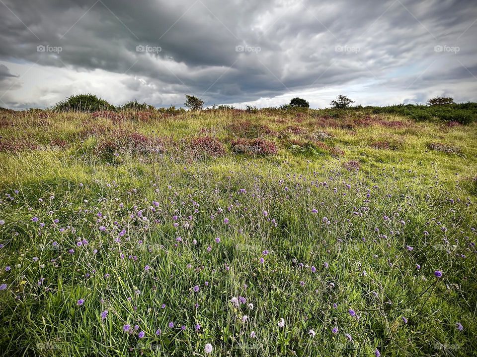 Wildflowers