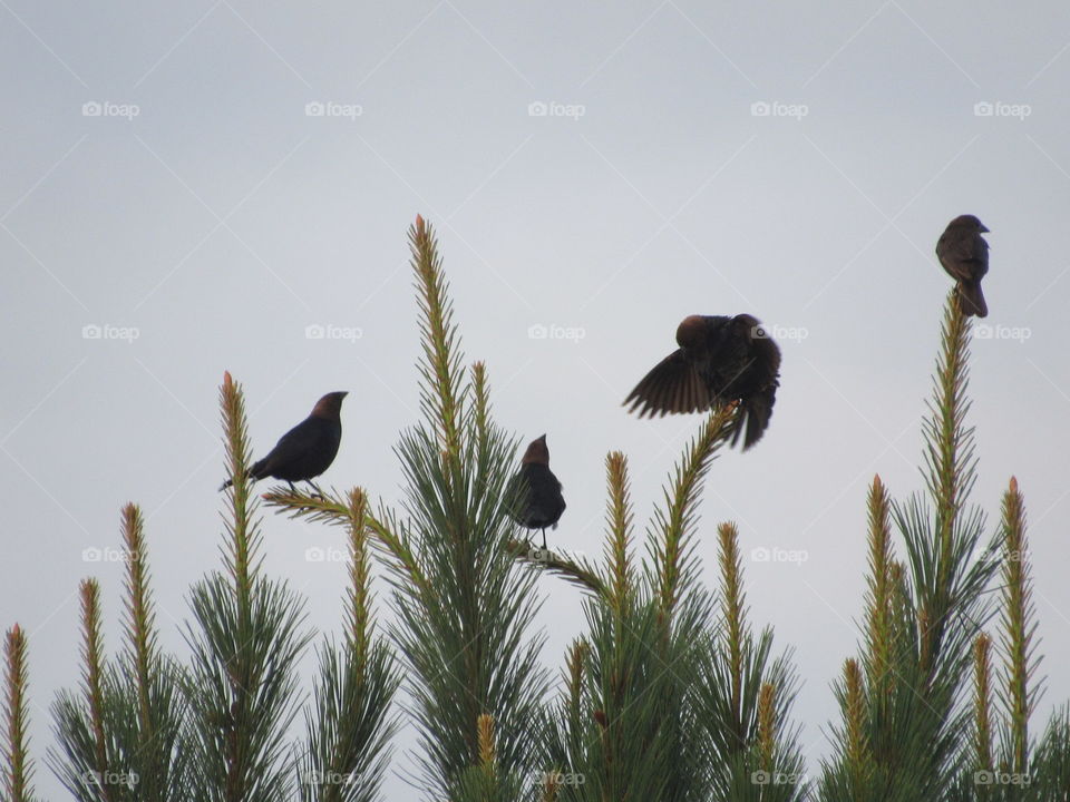 Cowbirds displaying
