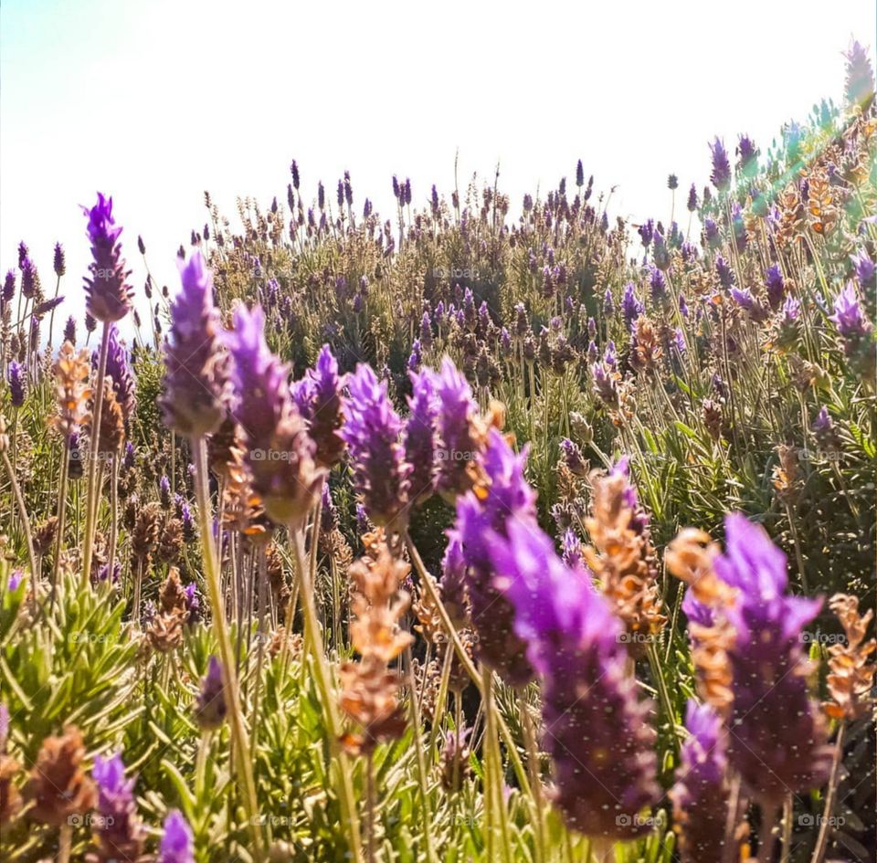Lavanda