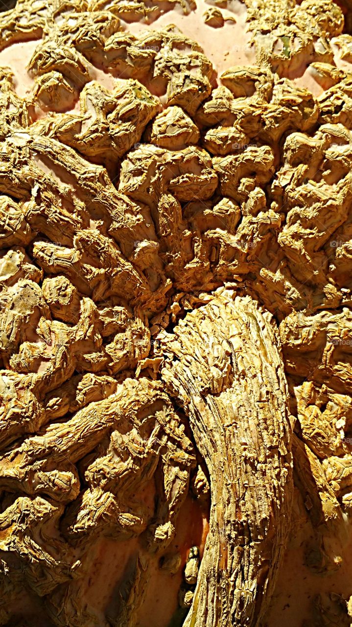 Close up of pumpkin gord