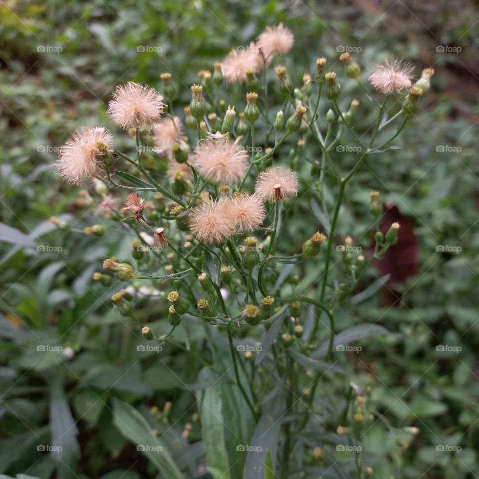 Jelantir is a species of flowering weed plant belonging to the genus Conyza belonging to the Asteraceae tribe