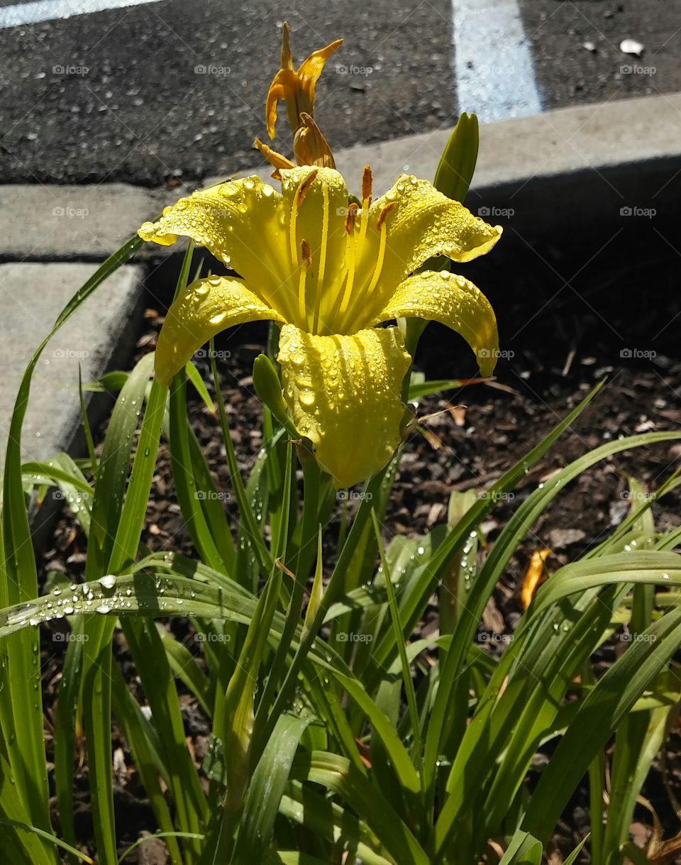 Nature, Flower, Flora, Leaf, Garden