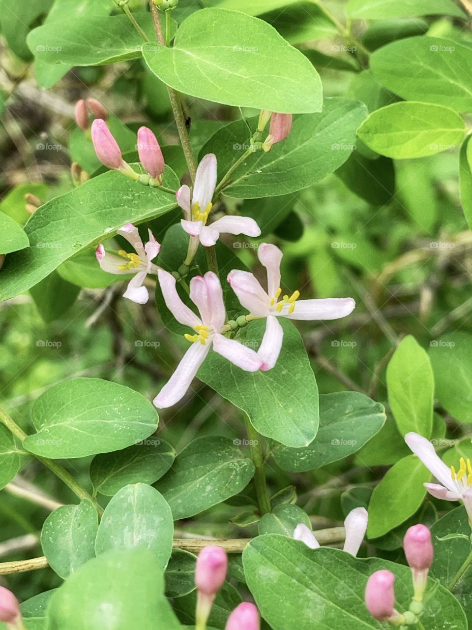 Tatarian honeysuckle 