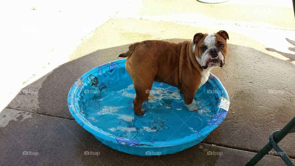 Lola loves her pool