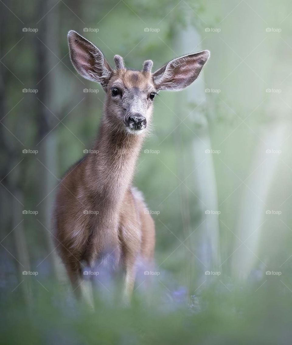 White-tailed deer