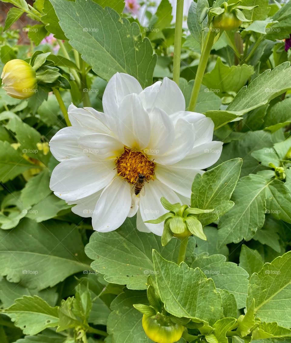 Bee on flower