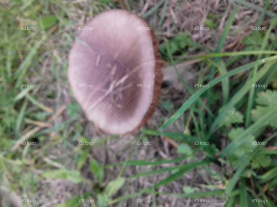 a mushroom born in my garden