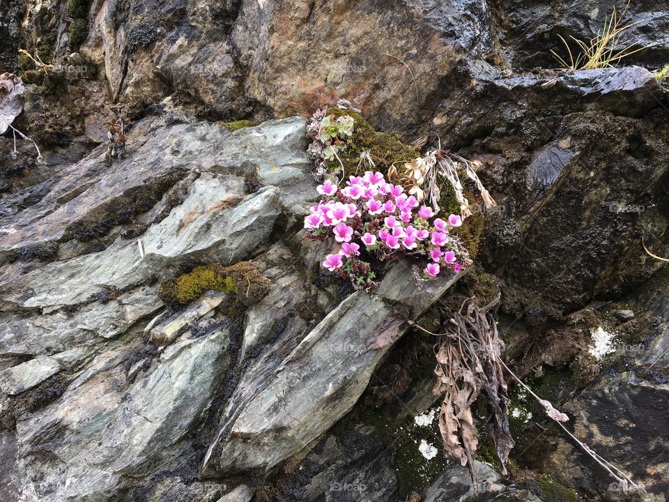 Pink Alpine Flowers