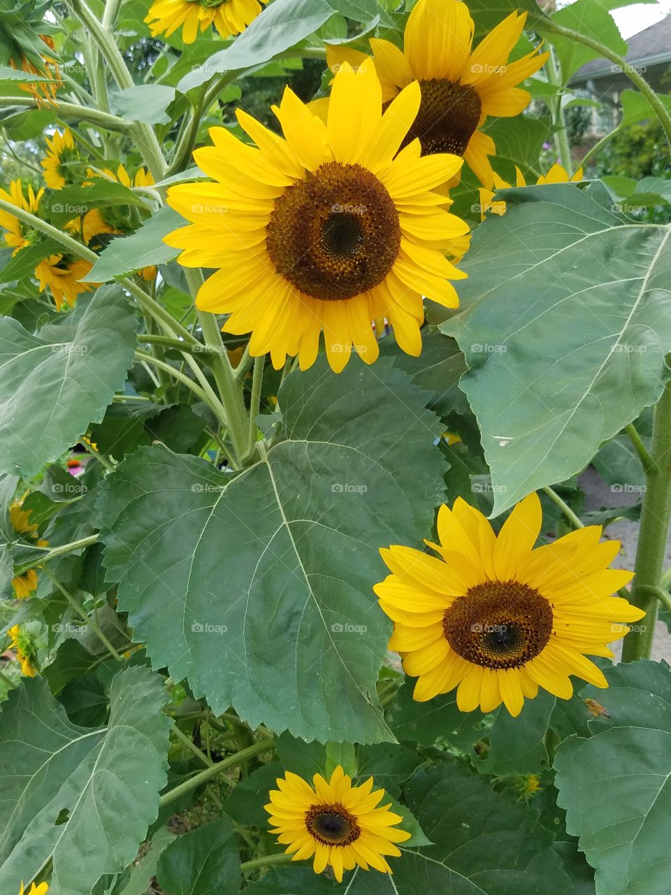 Happy sunflowers