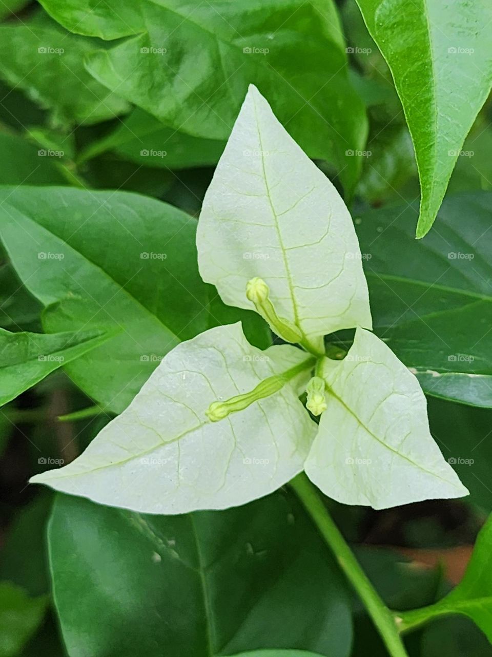 exotica bougainvillea