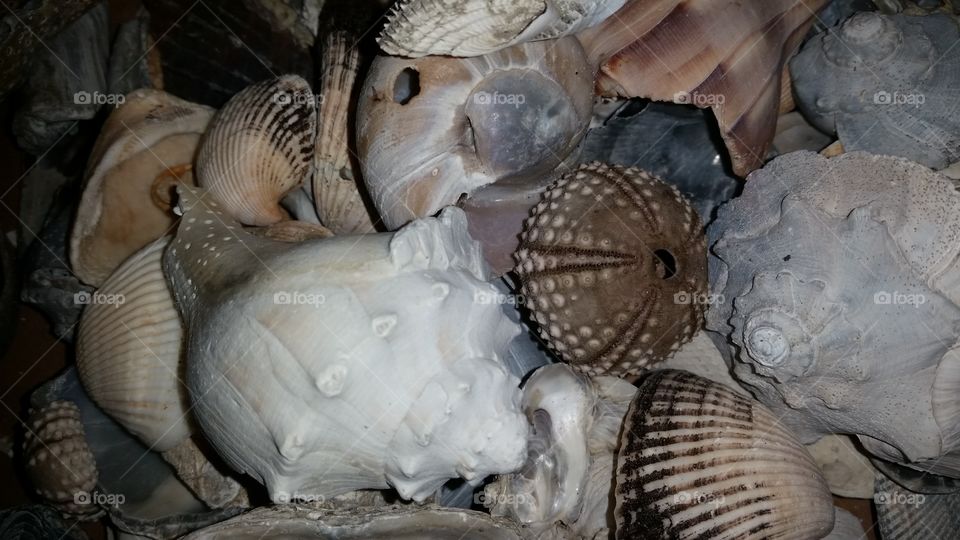 shells are beautiful